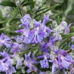 How to choose a rosemary?