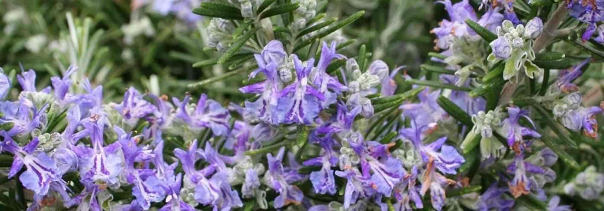 How to choose a rosemary?