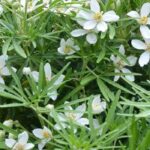 7 Mexican orange blossoms to grow in pots