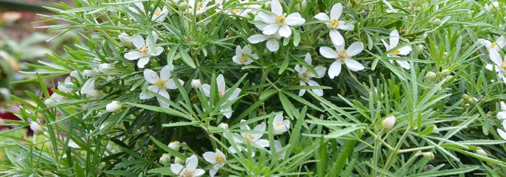 7 Mexican orange blossoms to grow in pots