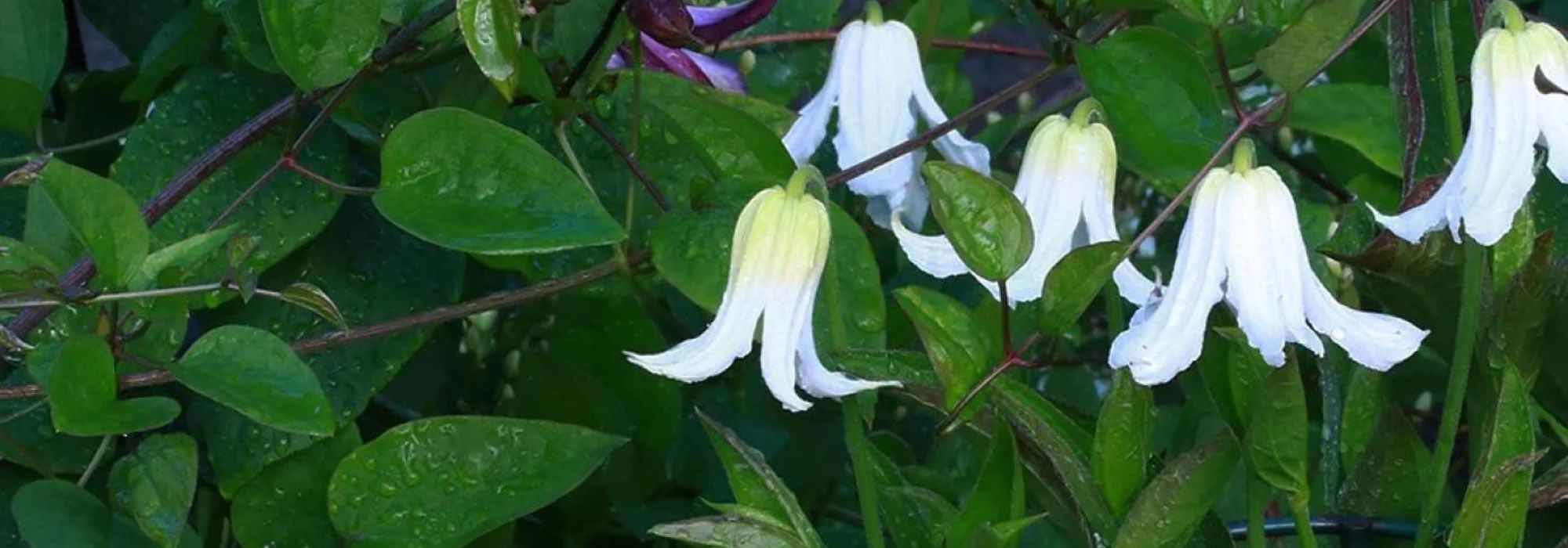 Herbaceous Clematis: the most beautiful white-flowered varieties