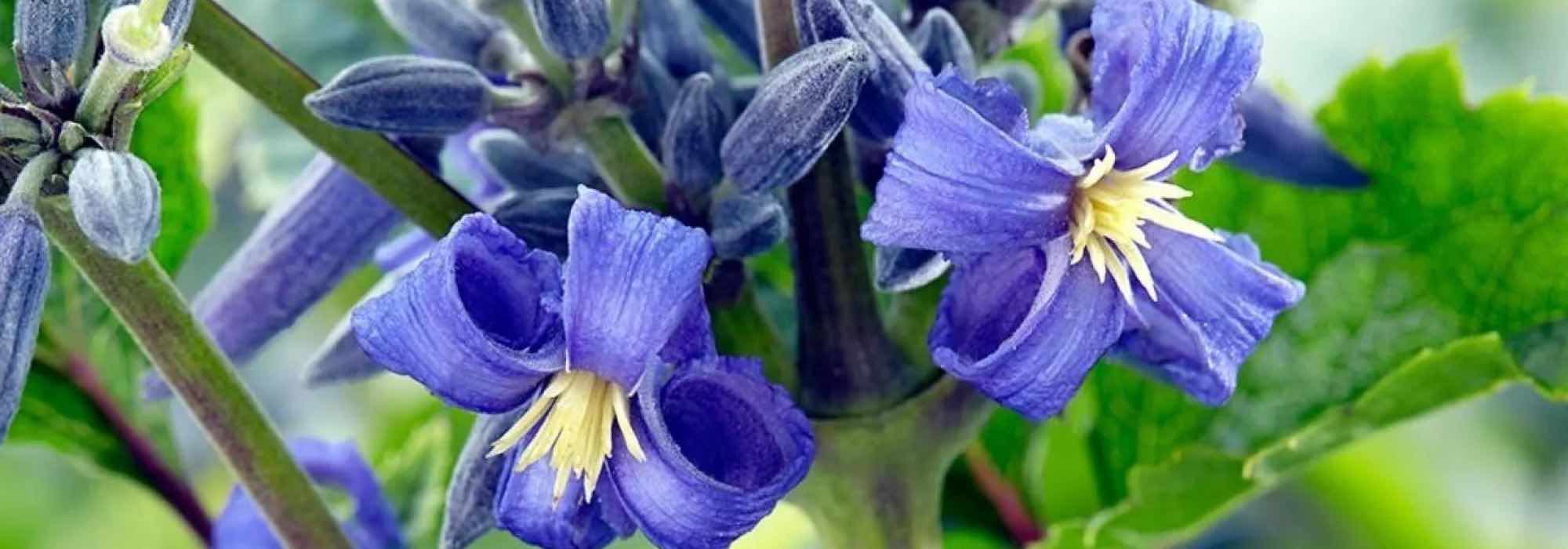 Discover 9 herbaceous Clematis plants with beautiful blue flowers.