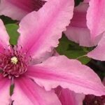 Pink-flowered herbaceous Clematis: a dazzling selection!