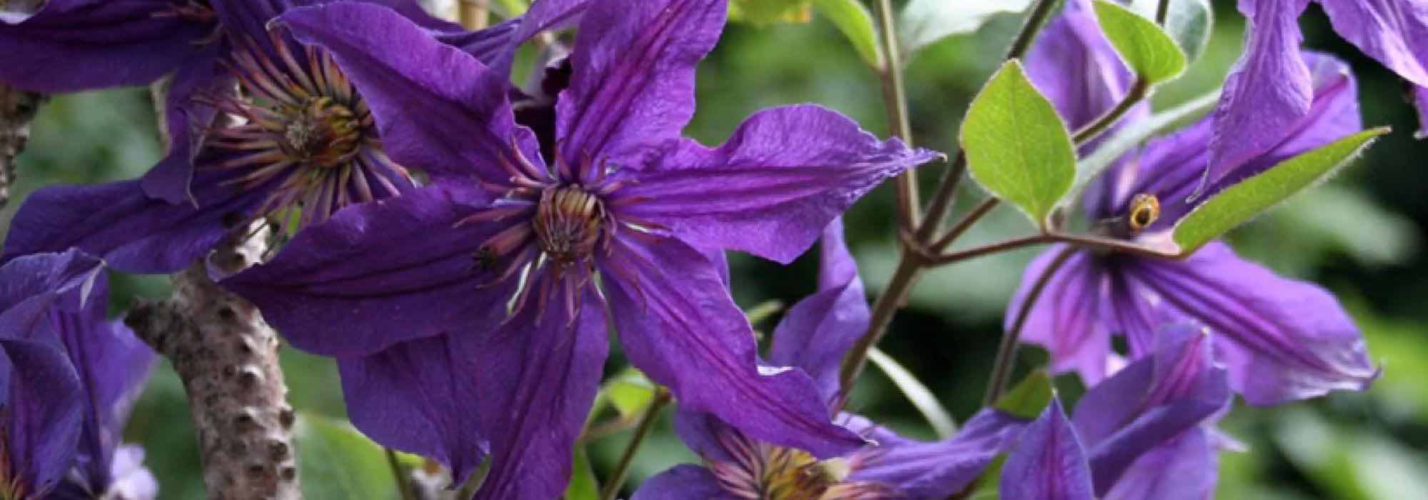 Herbaceous Clematis with purple and mauve flowers: our top 5