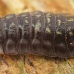 Woodlice: a remarkable ally of the gardener