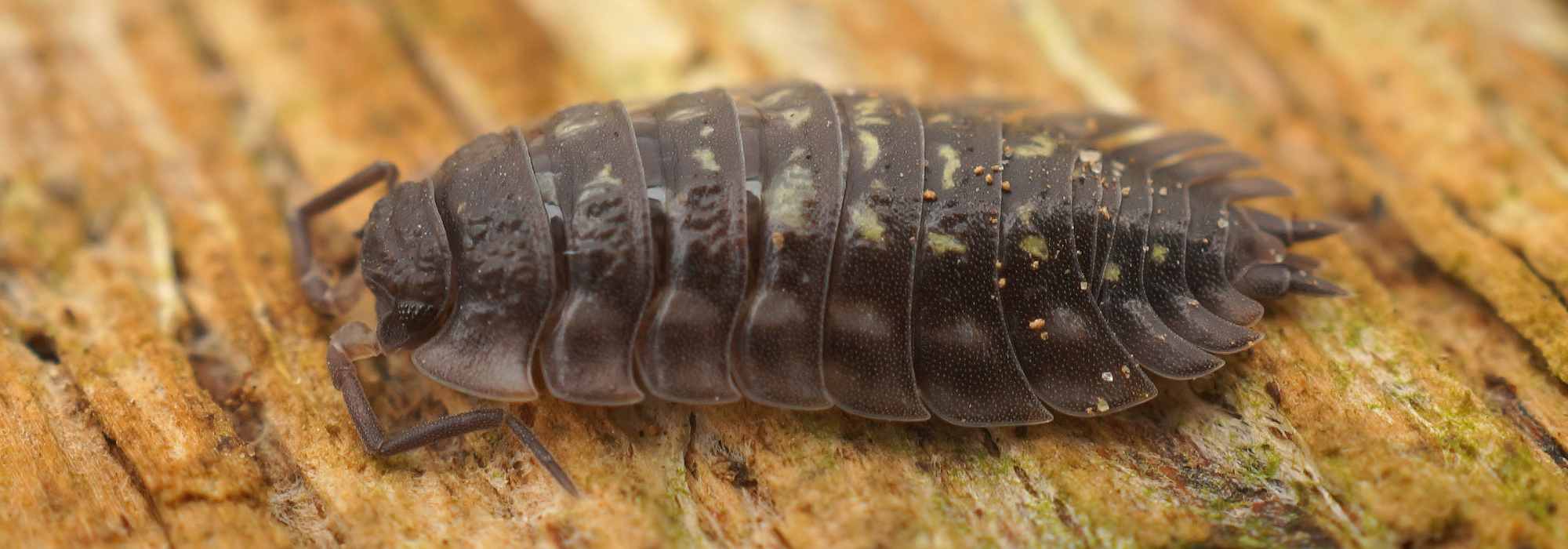 Woodlice: a remarkable ally of the gardener