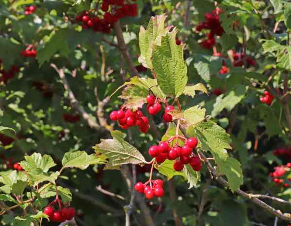 How to propagate hawthorn easily?