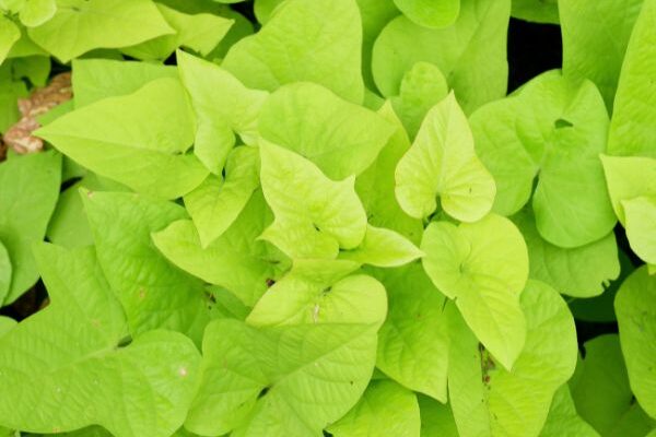 How to cook and eat sweet potato leaves?