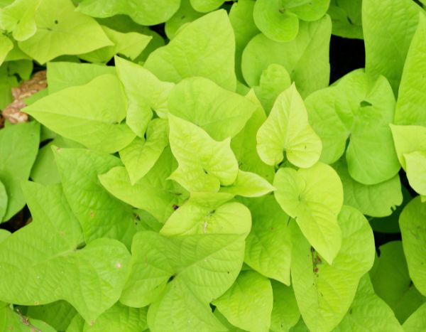 How to cook and eat sweet potato leaves?