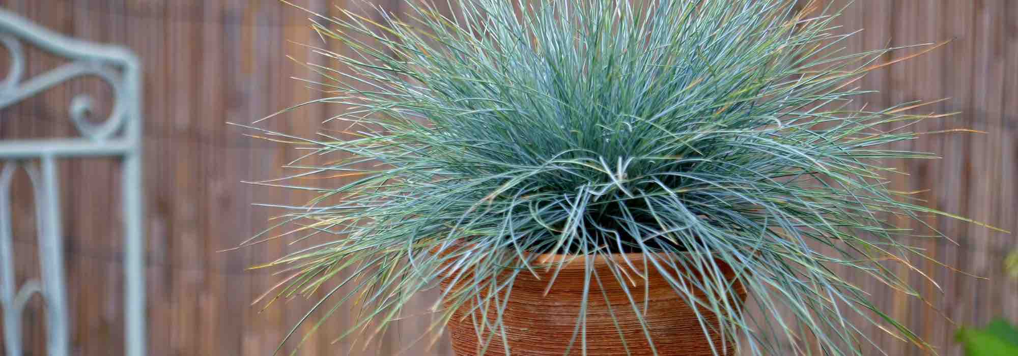 How to grow fescue in pots?