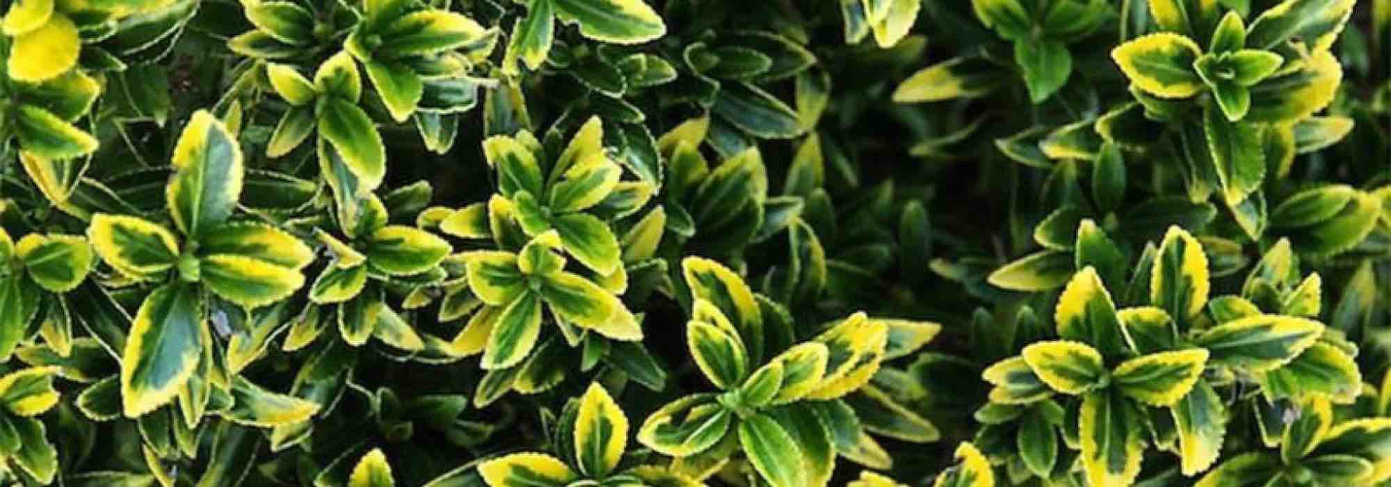 Privet: which variety to choose to cover a slope?