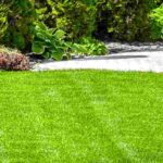 Best lawn varieties for dry soil