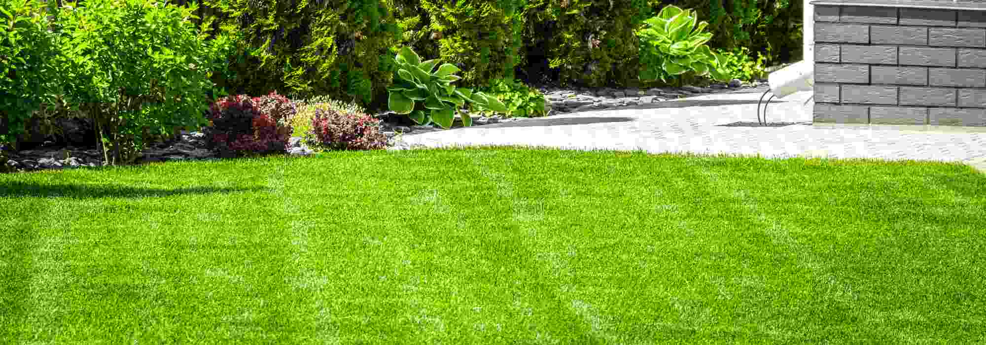 Best lawn varieties for dry soil