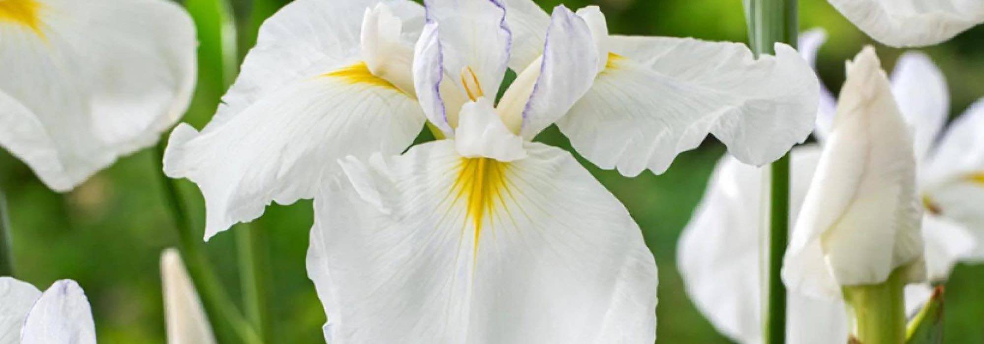 7 white-flowered water irises to brighten banks or moist soils.