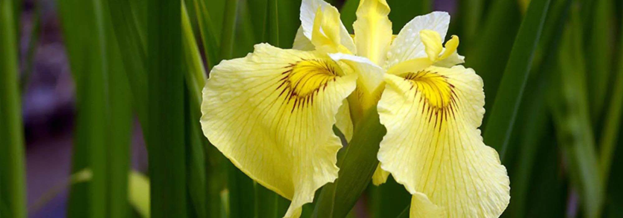 Wetlands: Top 5 yellow-flowered water irises