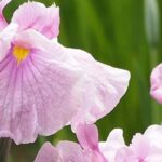 7 pink-flowered water irises to brighten wet areas