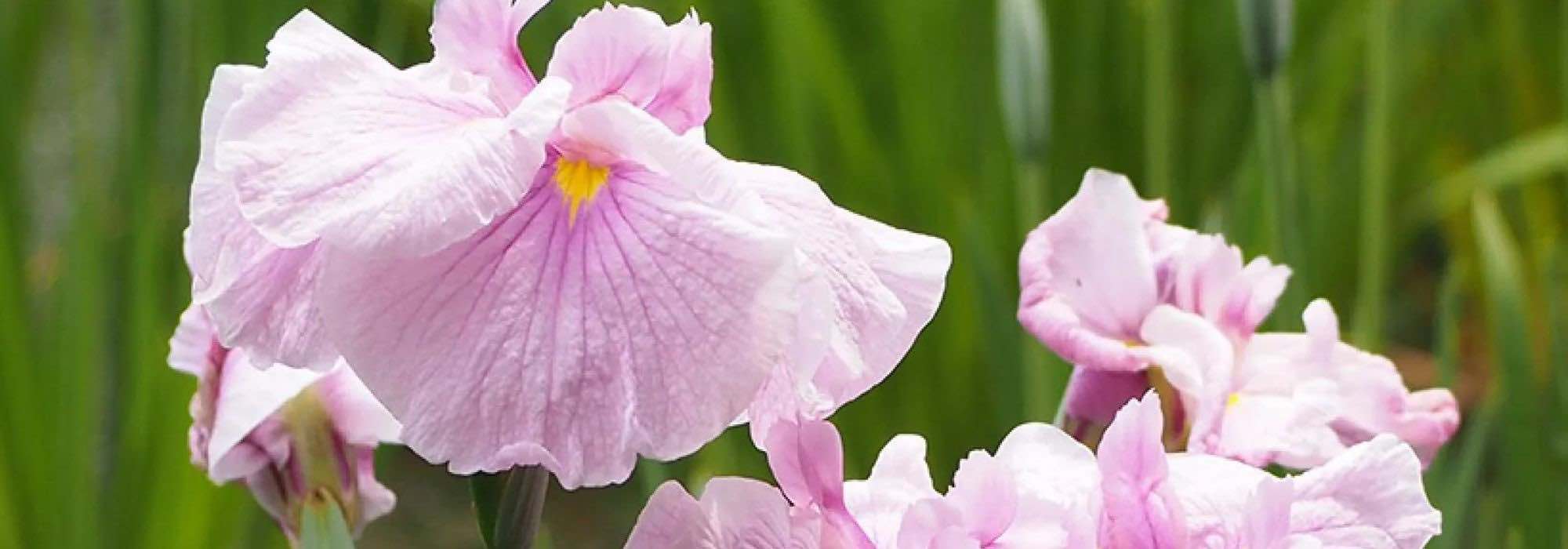7 pink-flowered water irises to brighten wet areas.
