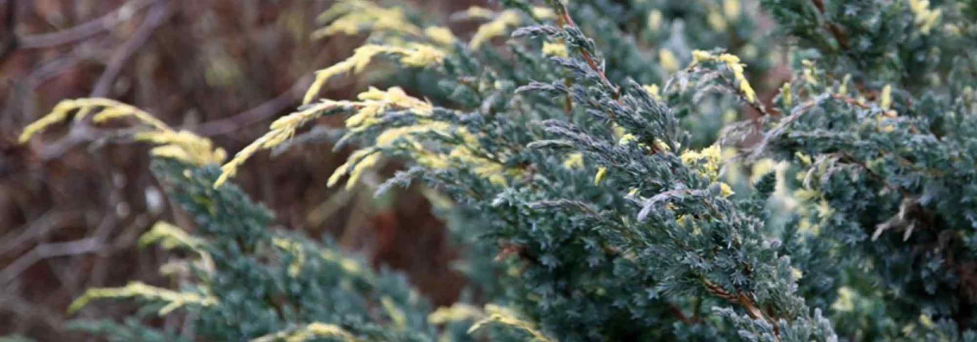 Juniper: which varieties are best for covering a slope?