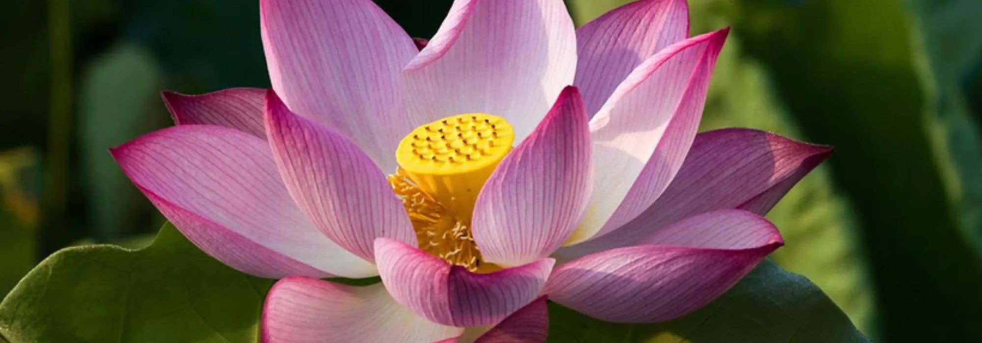 Our selection of dwarf water lilies and dwarf lotuses for small ponds
