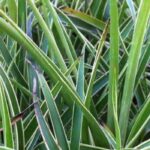 Growing Luzula in a pot