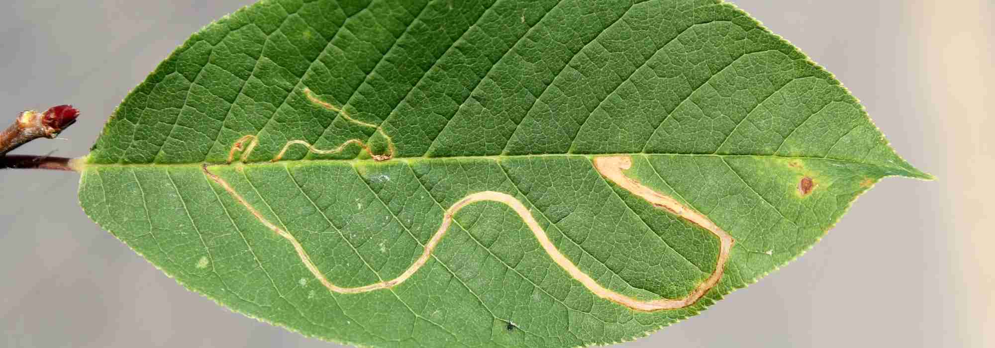 How to get rid of leaf miners on plants?