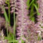 How to grow Pennisetum in pots?