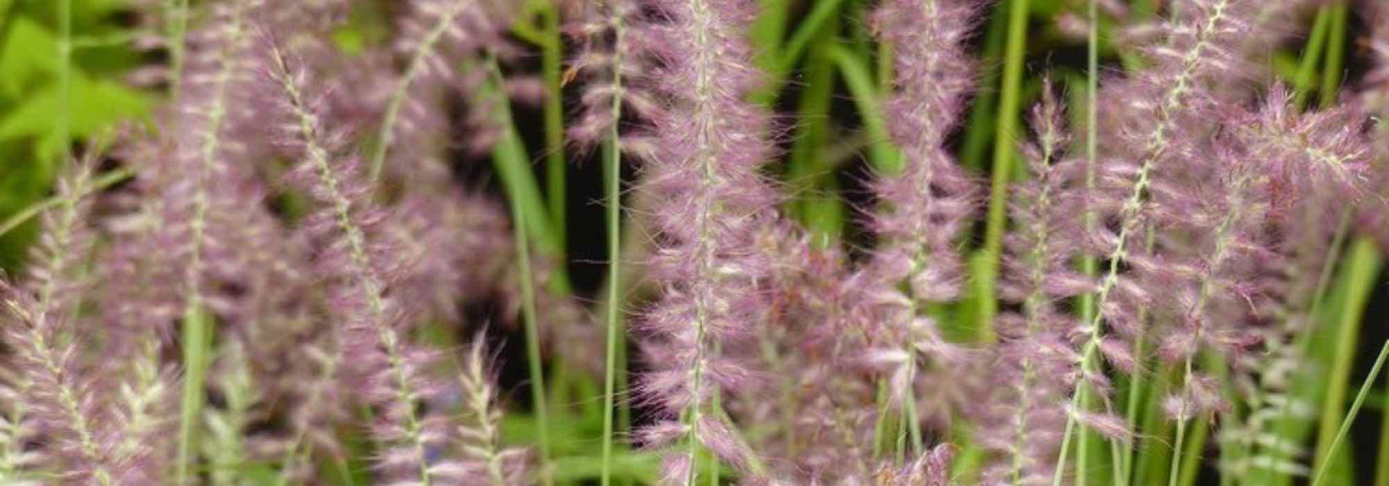 How to grow Pennisetum in pots?