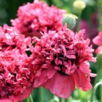 How to grow annual and perennial poppies?
