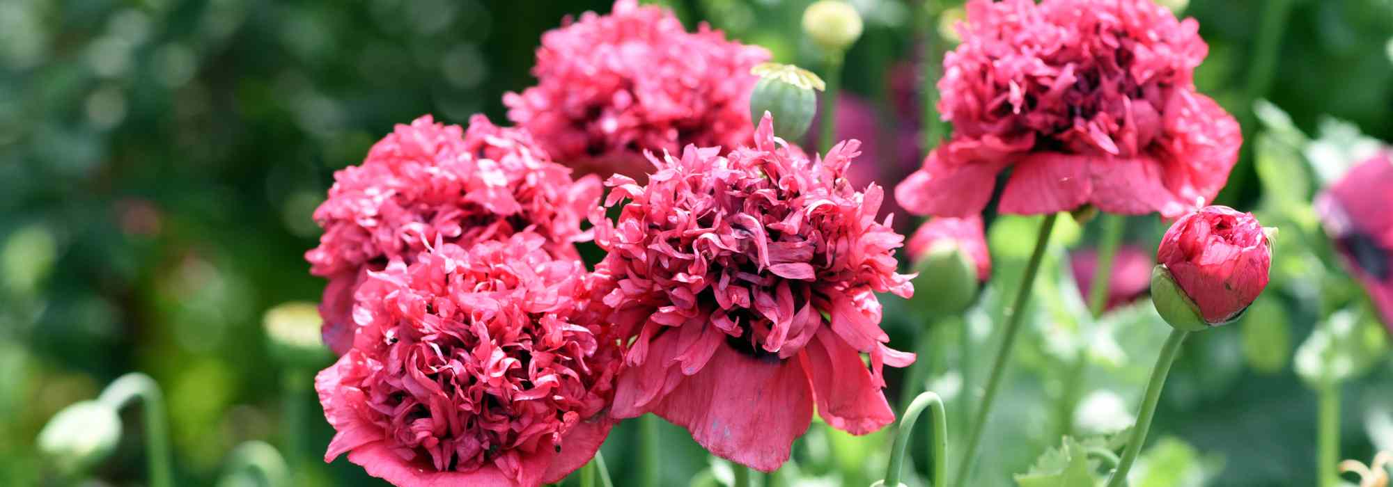 How to grow annual and perennial poppies?