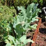 Kitchen garden in French Eastern regions: which vegetables to grow?