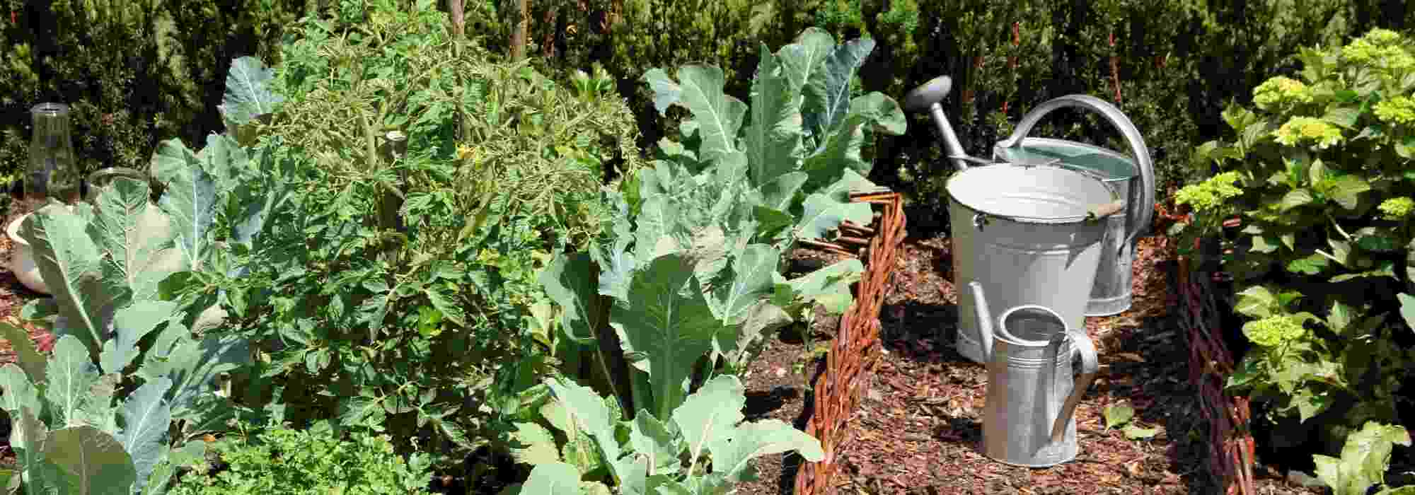 Kitchen garden in French Eastern regions: which vegetables to grow?