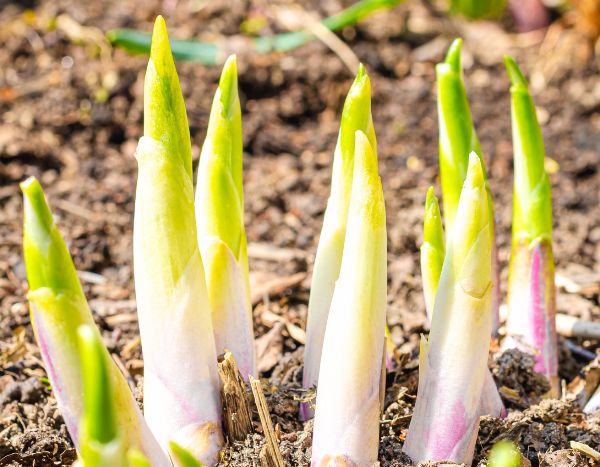 How to cook and eat Hosta shoots?