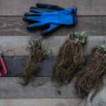 I've just received my plants as bare roots: what should I do?