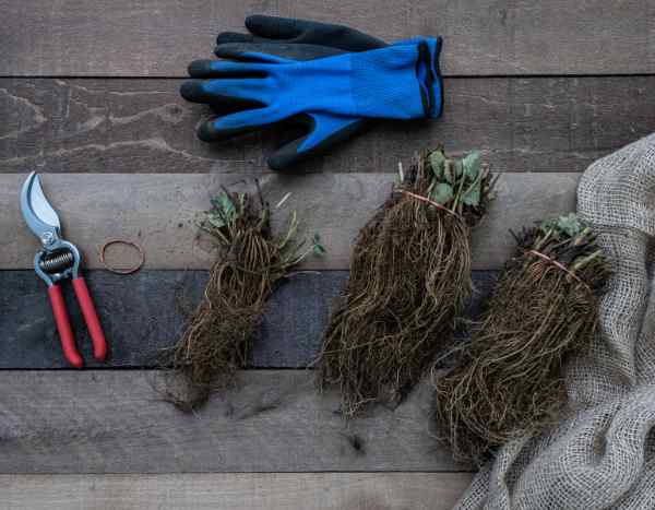 I've just received my plants as bare roots: what should I do?