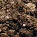 What is a limestone soil?