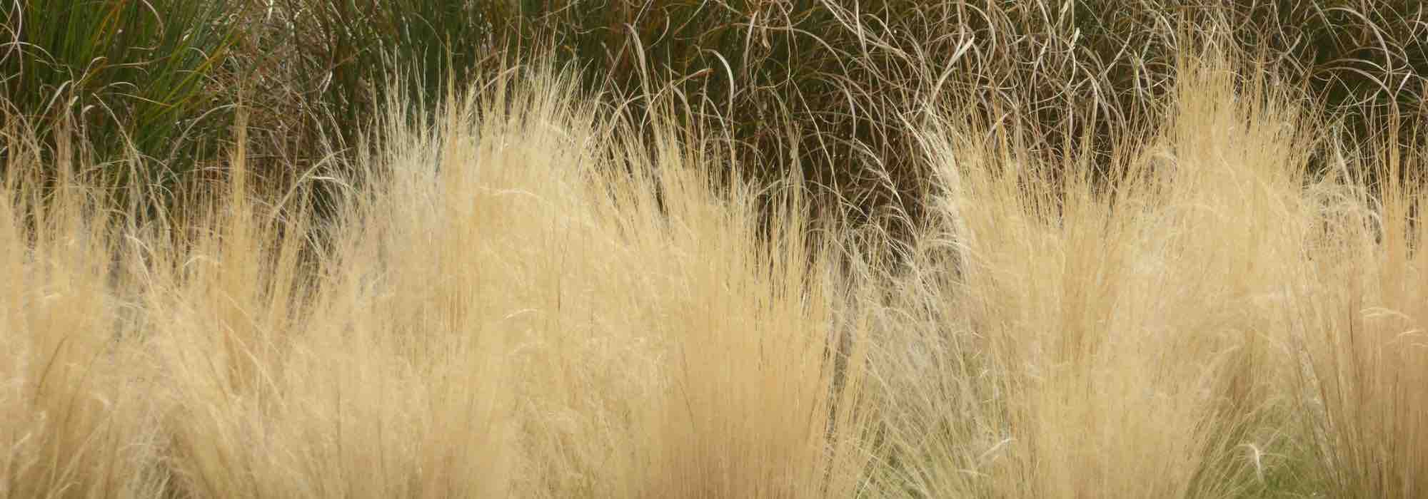 Growing Stipa in a pot