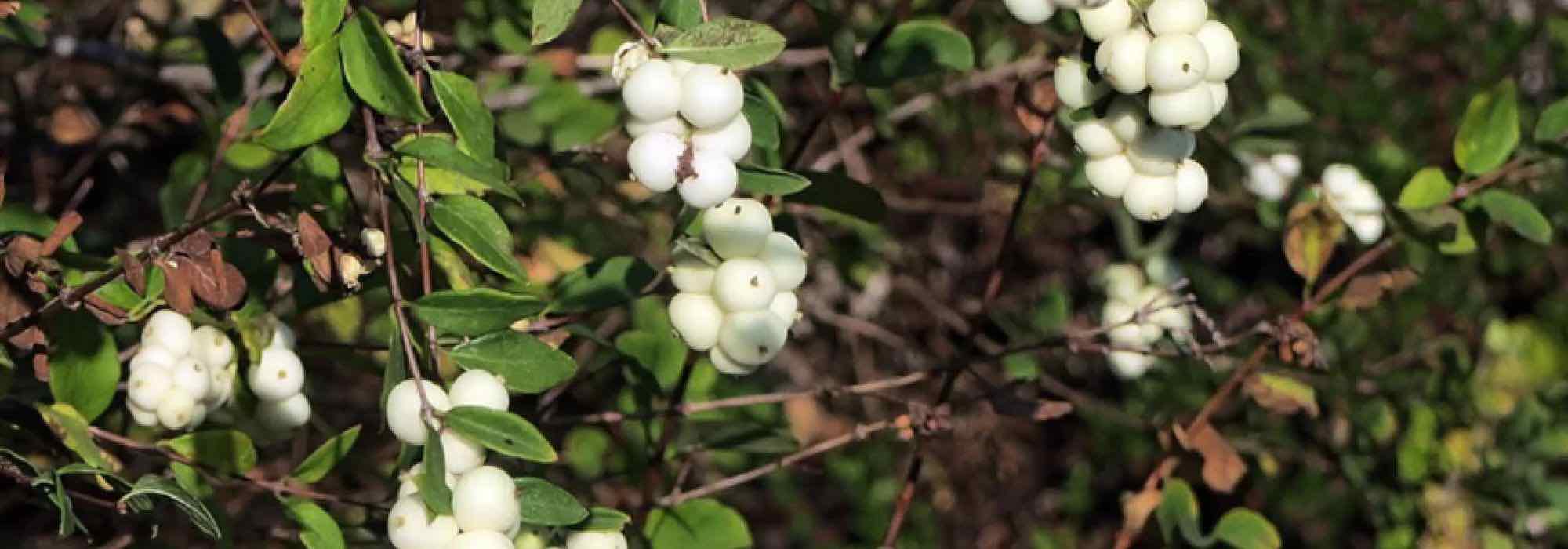 Snowberry: which variety to plant on a bank?