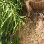 How to use and properly integrate terracotta pots in the garden?