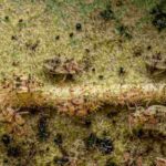 How can I get rid of tiger bugs on trees and shrubs?