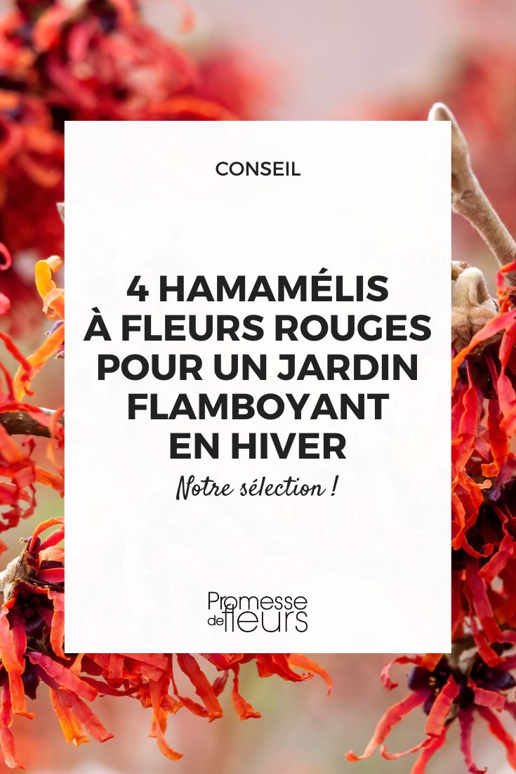 4 Red Flowering Witch Hazels for a Flamboyant Winter Garden witch hazel flowers