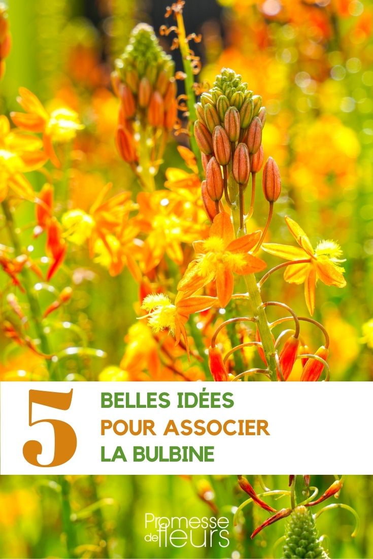 association of bulbine flowers