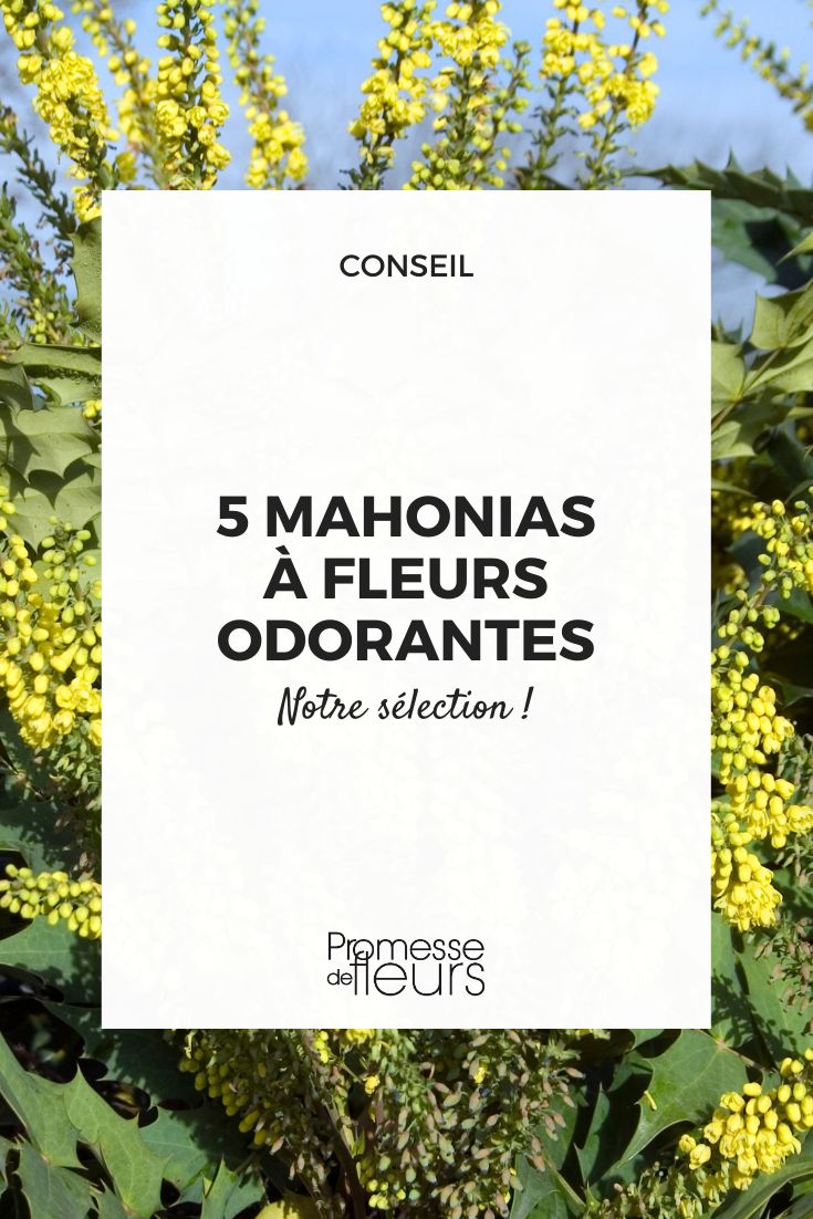 mahonia x media 'Winter Sun'