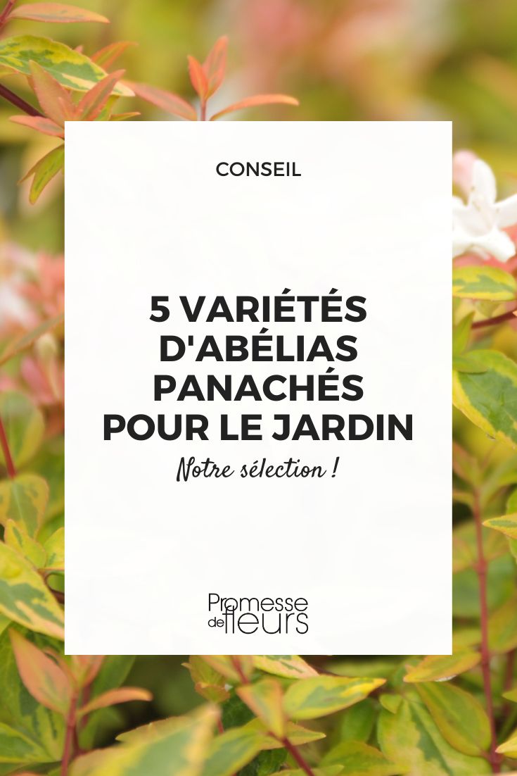 abelia grandiflora 'Kaleidoscope'