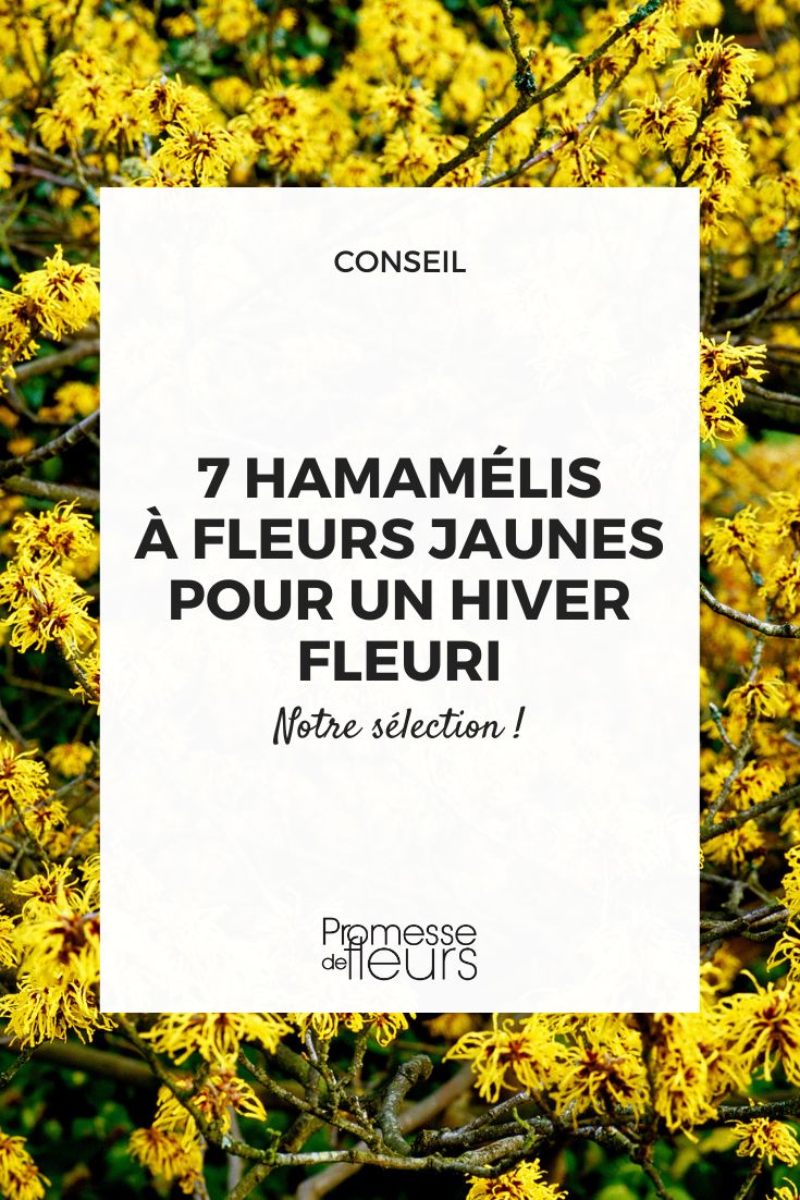 Hamamelis 'Arnold Promise'