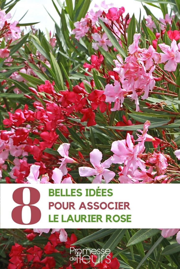 Associations with Oleander in the Garden