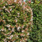 How to prune Abelia?
