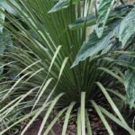 Pairing ideas with Dasylirion