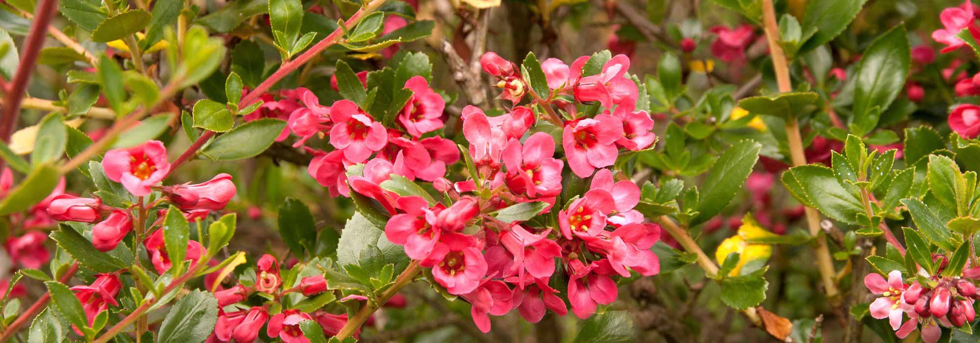 7 pairing ideas with Escallonia