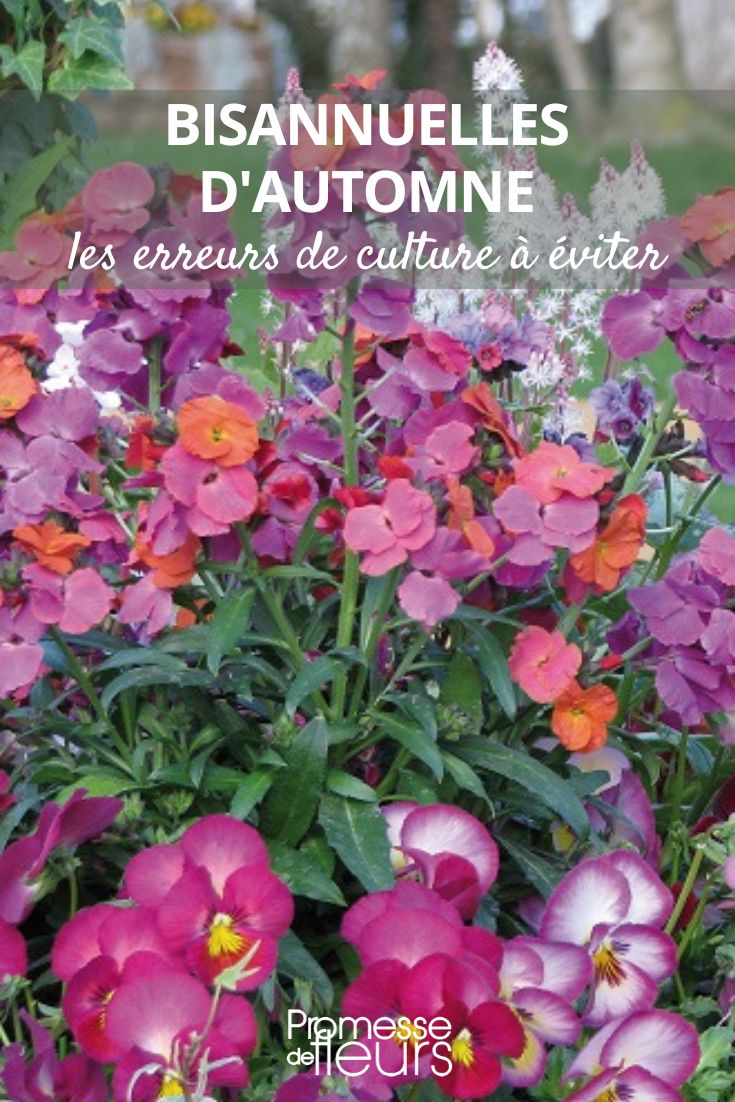 Wallflowers and Pansies