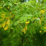 Caragana arborescens, Yellow Acacia: Planting, Growing, Care
